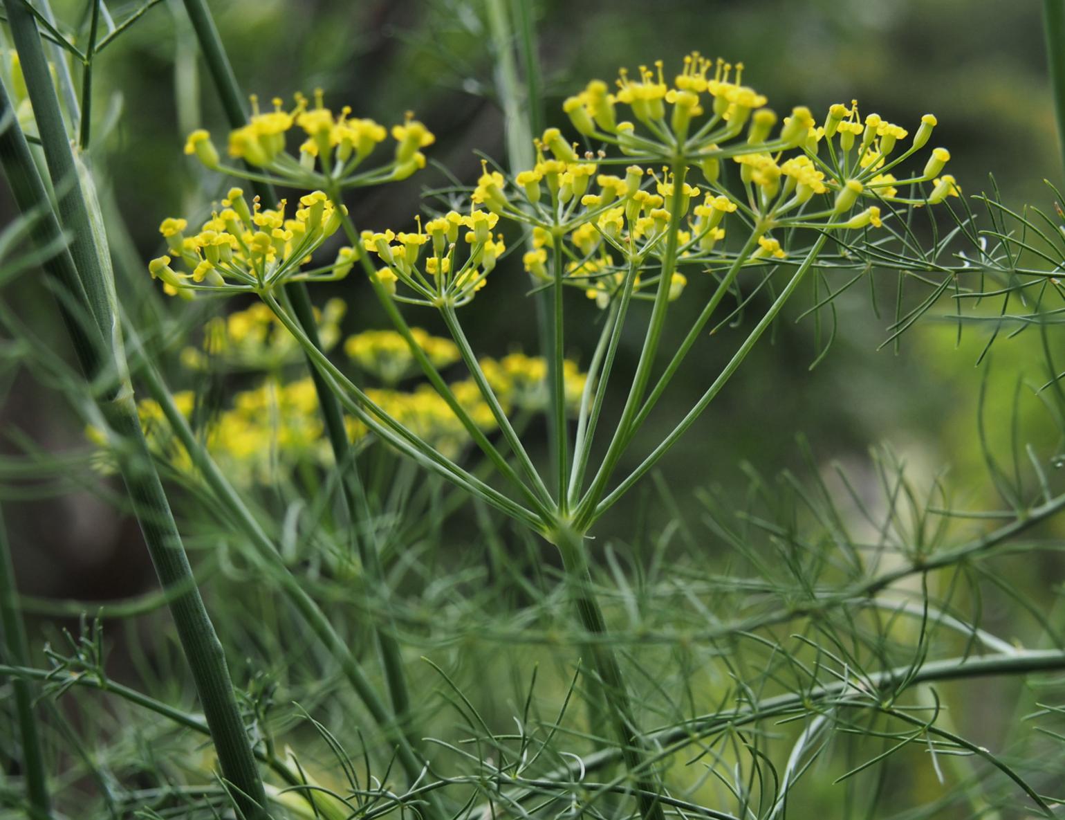 Fennel, Common